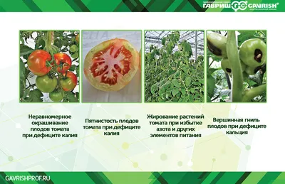 Каких элементов не хватает растению. Определяем по виду листьев и плодов |  ГавришПроф | Дзен