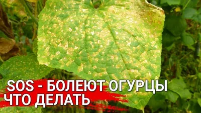 Pin on Болезни растений