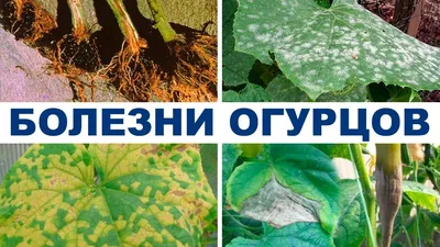 Тепличка. Болеют огурцы, хэлп. | Пикабу