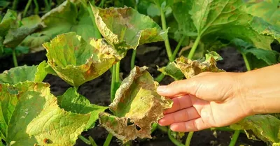 🍅Желтеют листья огурцов в теплице? Просто огурцам холодно. Почему у  тепличных огурцов желтеют листья?