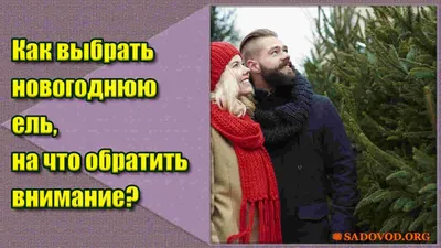 Как выбрать искусственную Ёлку | Литые или пвх ?