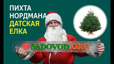Как выбрать искусственную Ёлку | Литые или пвх ?