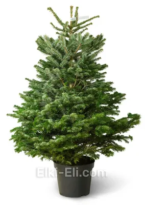 Елка искусственная FORESTA 210 см купить по доступной цене в Минске