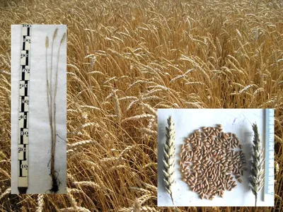 Новый сорт пшеницы мягкой яровой «Новосибирская 49» | Прикладные  исследования и разработки, имеющие правовую охрану и готовые к  практическому применению