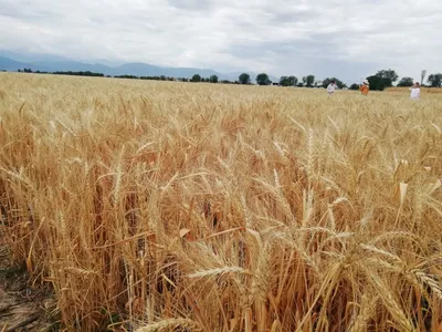 Новый сорт пшеницы мягкой озимой «Новосибирская 2» | Прикладные  исследования и разработки, имеющие правовую охрану и готовые к  практическому применению