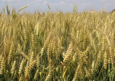 Сорта яровой пшеницы саратовской селекции