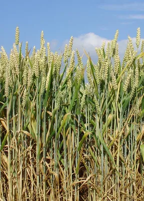 Выращивание пшеницы. Пшеница: тверже и выгодней - zerno-ua.com