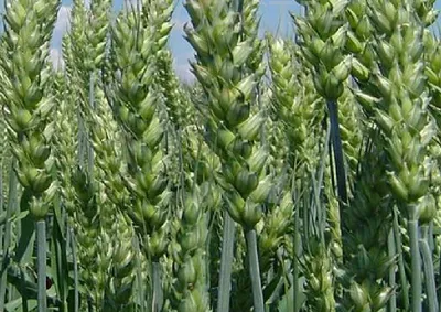 Новость: Сорта озимой пшеницы: интенсивно, адаптивно, перспективно! |  Щелково Агрохим