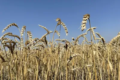 Элитные семена озимой пшеницы Lembke Лемми Элита Купить по цене 2024 | SVG  Group