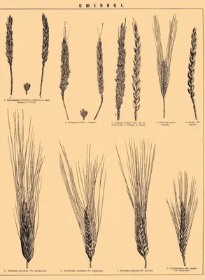 Сорта пшеницы | Хлеббатон | Дзен