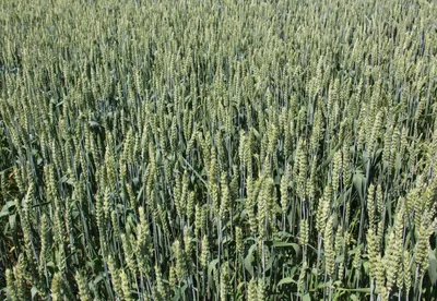 Новый сорт пшеницы создан в Карагандинской СХОС