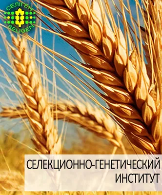 Купить семена Пшеница озимая ЖИТНИЦА ОДЕССКАЯ, Украина - Компания ФОРСАГРО