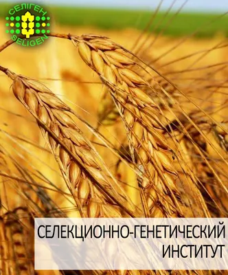 Озимая пшеница: характеристика культуры и урожайность (ЕЁ ПОВЫШЕНИЕ) —  Органика