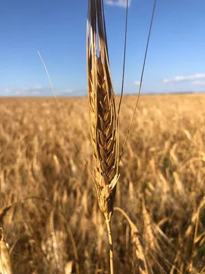Новость: Сорта озимой пшеницы: интенсивно, адаптивно, перспективно! |  Щелково Агрохим