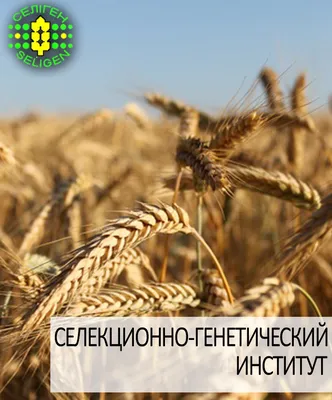 Купить семена Пшеница озимая ВИГЕН, Украина - Компания ФОРСАГРО