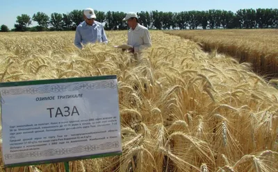 Купить семена Пшеница озимая НАСНАГА, Украина - Компания ФОРСАГРО