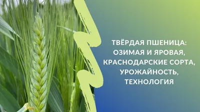 Твёрдая пшеница: озимая и яровая, урожайность краснодарских сортов, нюансы  технологии - YouTube