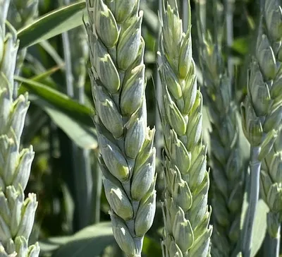 Семена озимой твердой пшеницы - Высокоурожайные семена в России