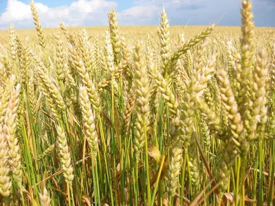 Купить семена Пшеница озимая ЛИРА ОДЕССКАЯ, Украина - Компания ФОРСАГРО