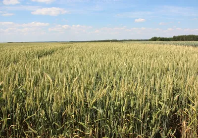 Назовите районы выращивания яровой и озимой пшеницы.