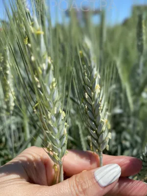 Чем отличаются посевы озимой пшеницы от яровой: урожайность и районы  выращивания пшеницы