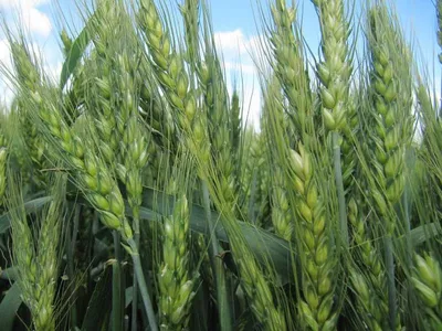 Озимая пшеница | ООО «Арепа»