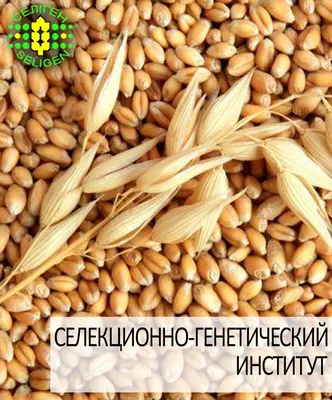 Новость: Сорта озимой пшеницы: интенсивно, адаптивно, перспективно! |  Щелково Агрохим