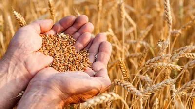 Семена озимой пшеницы Колониа - купить в Украине▷ Яблуком