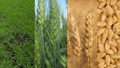 Особенности выращивания твердых сортов пшеницы ✓ публикация АГРОСЕПМАШ