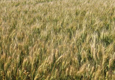 Новость: Качественные сорта пшеницы и современные агротехнологии – ключ к  стабильным урожаям в засушливой зоне | Щелково Агрохим