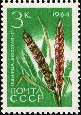 Купить семена Пшеница озимая ЗОЛОТОЕ РУНО, Украина - Компания ФОРСАГРО