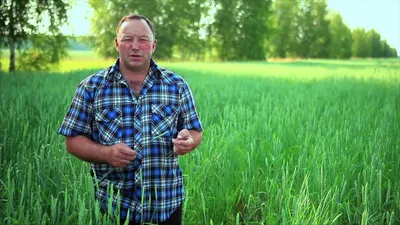 Посевные качества семян пшеницы ✓ публикация АГРОСЕПМАШ