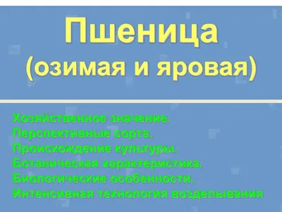 Семена трансгенной пшеницы оптом купить - гибридные семена канадской пшеницы,  яровые, озимые, цена, продажа, гибрид с доставкой по Украине