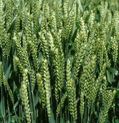 Пшеница: сорта особого назначения | Рынок АПК | Дзен