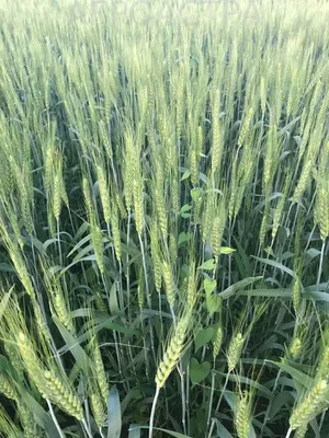Чем отличается озимая пшеница от яровой?