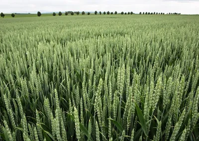 Яровая пшеница: Система защиты - YouTube