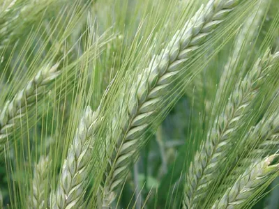Канадская пшеница в Украине, Семена Канадской пшеницы купить озимой и яровой  посевная цена
