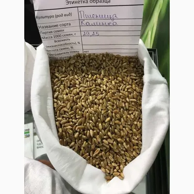 Сорта яровой пшеницы: какую посеять | ASM-AGRO | Дзен