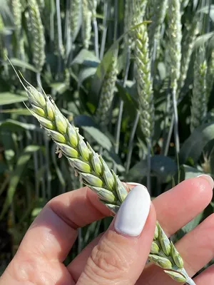 Пшеница дуручка, Преимущества пшениц двуручек от Strube | выращивание  пшеницы двуручки