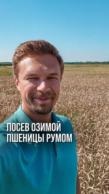 Элитные семена пшеницы НПФ Селекционер Дона