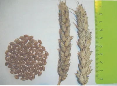 Яровая пшеница — AgroLifePro.ru