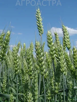 Продам/купить мягкая яровая пшеница линия F04-14, Тюменская обл —  Agro-Russia
