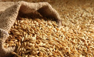 Возделывание твердой и мягкой пшеницы: День поля в АПК \"Кубаньхлеб\" -  YouTube