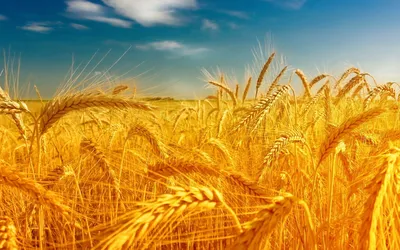 Купить семена пшеницы – яровая, озимая, двуручка посевная пшеница. Элитные  канадские сорта