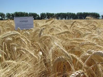 Озимая пшеница: характеристика культуры и урожайность (ЕЁ ПОВЫШЕНИЕ) —  Органика