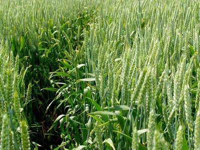 ▷ Какая бывает пшеница ее классы, виды и типы зерновых,  сельскохозяйственная классификация