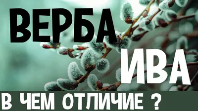 Чем отличается верба от ивы? - YouTube