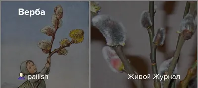 Верба это дерево или кустарник, как выглядит, чем отличается от ивы, что  символизирует