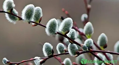 Посадка вербы: выращивание вербы - Agro-Market