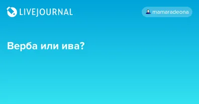 Первые весенние древесные цветы: как называются и как за ними ухаживать? -  ответы экспертов 7dach.ru